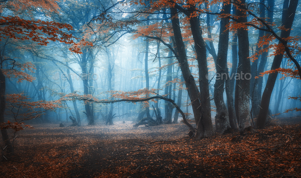 Mystical Dark Autumn Forest With Trail In Blue Fog Stock Photo By Den